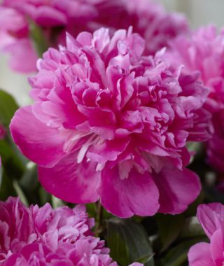 Peony Amabilis