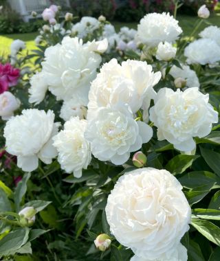 Peony Festiva maxima