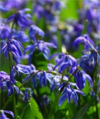 Scilla siberica Spring Beauty