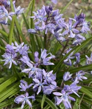 Scilla bifolia