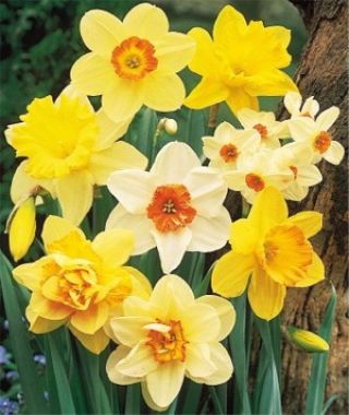 The Scheepers Gold Medal Southland Narcissus Mix
