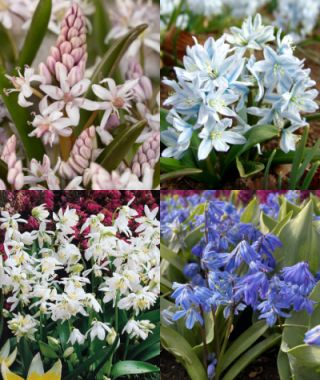 The Woodland Squill Mixture
