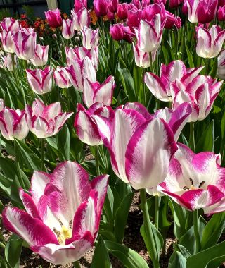 Tulip Affaire