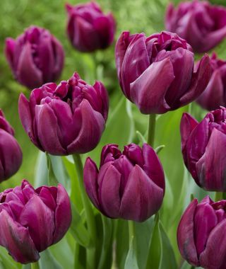Tulip Alison Bradley