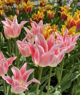 Lily Flowering Tulip Ballade Lady