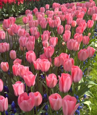 Giant Darwin Hybrid Tulip Bella Blush