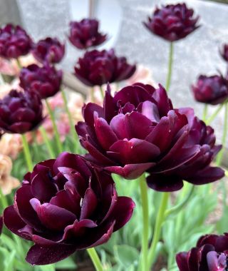 Tulip Black Hero