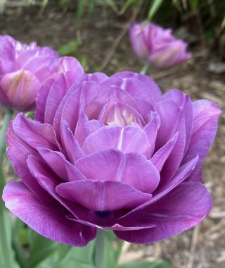 Tulip Blue Spectacle