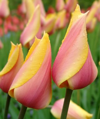 Tulip Blushing Beauty