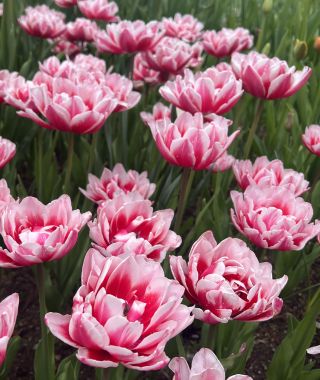 Peony Flowering Tulip Chandelier