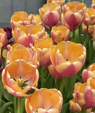 Giant Darwin Hybrid Tulip Coral Pride