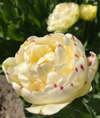 Tulip Danceline