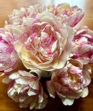 Tulip Double Shake