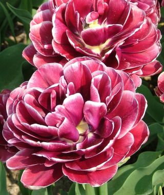 Tulip Dream Touch