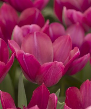 Tulip Endurance