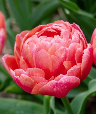 Tulip Etched Salmon