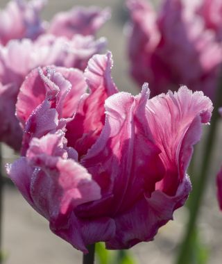 Tulip Flamingo Queen