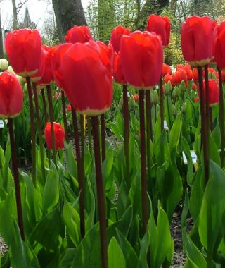 Tulip Fostery King