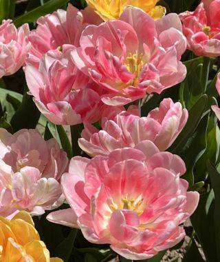 Tulip Foxtrot