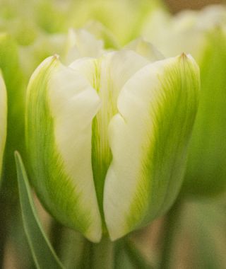 Tulip Green Spirit