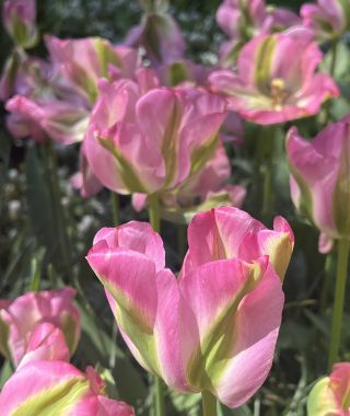 Tulip Greenland