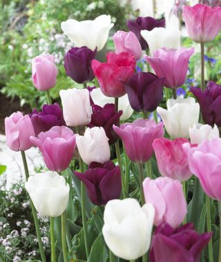 The Heavenly Tulip Mixture
