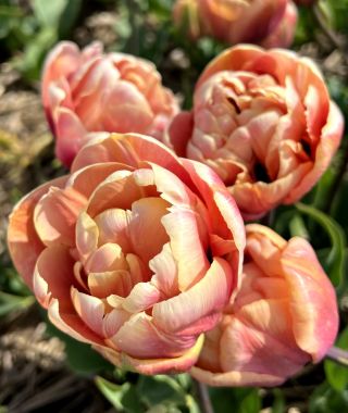 Tulip La Belle Epoque