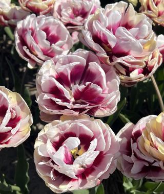 Tulip La Delicatesse