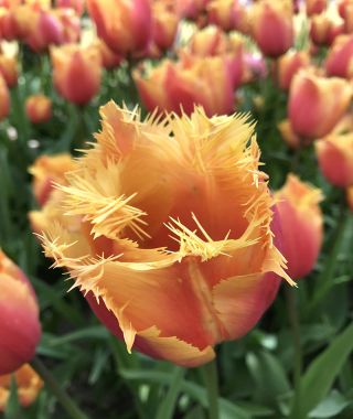Tulip Lambada