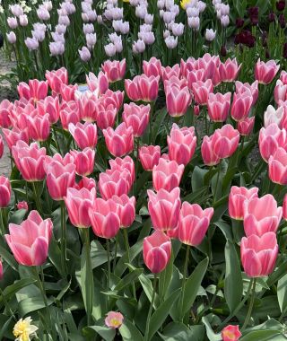 Tulip Mandy's Choice
