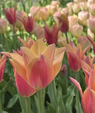 Tulip Marianne