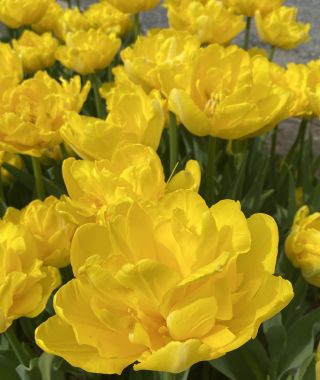 Tulip Marie Jo