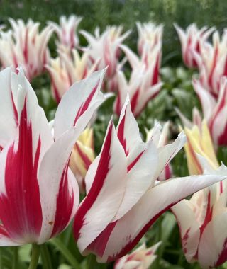 Tulip Marilyn