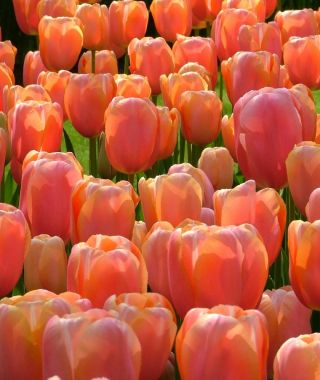 Tulip Menton
