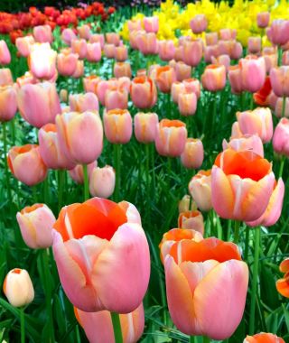 Tulip Menton