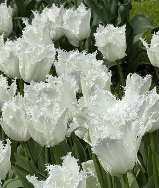 Fringed Tulip Noordeinde