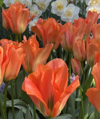 Tulip Orange Emperor
