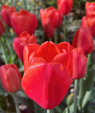 Tulip Orange Juice