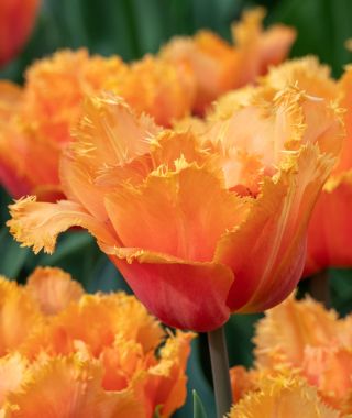 Tulip Orange Passion