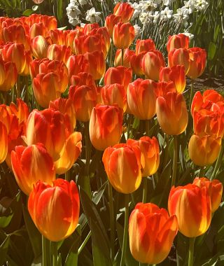 Tulip Prince Armin
