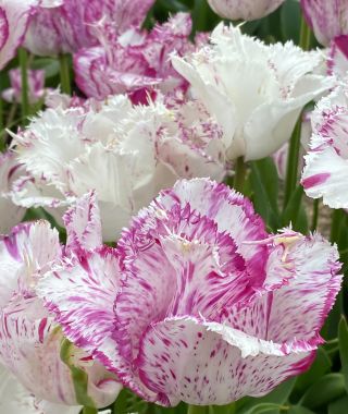 Tulip Purple Circus