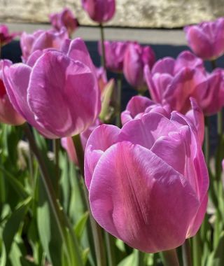 Tulip Silverstone