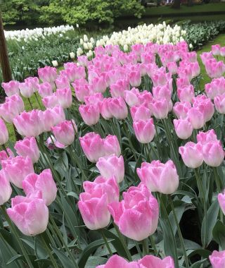 Tulip Sinfonie