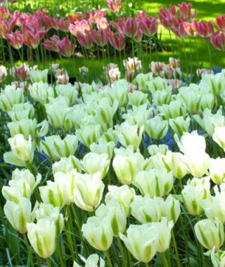 Green Tulip Spring Green