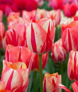 Tulip Spryng Break