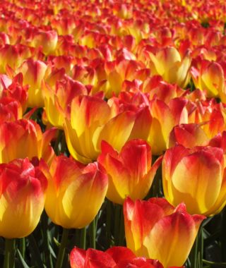 Triumph Tulip Suncatcher