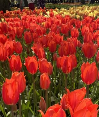 Single Late Tulip Temple of Beauty