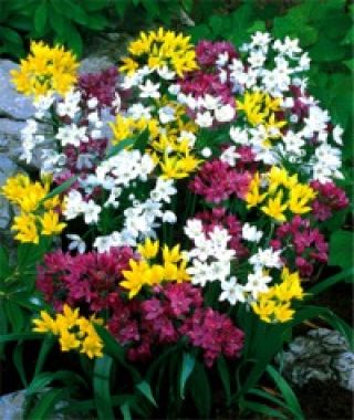 The Allium Low-Growing Mixture