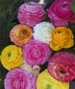 The Ranunculus Pastel Mixture