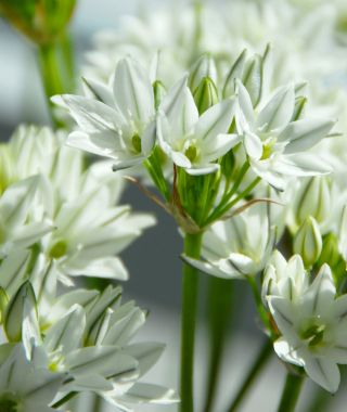 Triteleia hyacinthina  